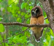 JuvenileSaw Whet004